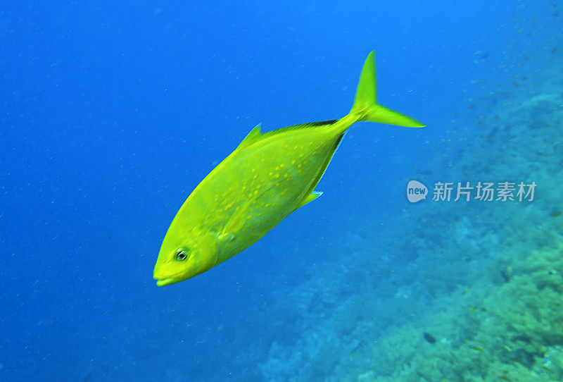 在埃及红海的一个金体Trevally (Carangoides bajad)